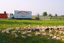 Unsere Gänse - zur Zeit nicht im Freilandilandiland